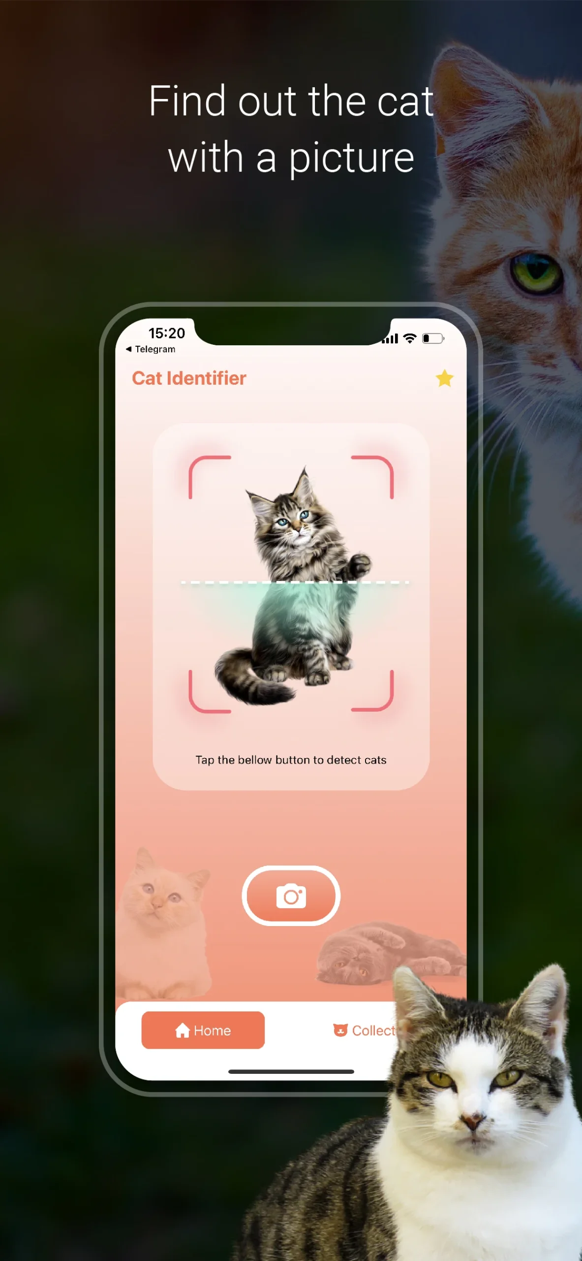 Cat Identifier - Cat Scanner preview image 1
