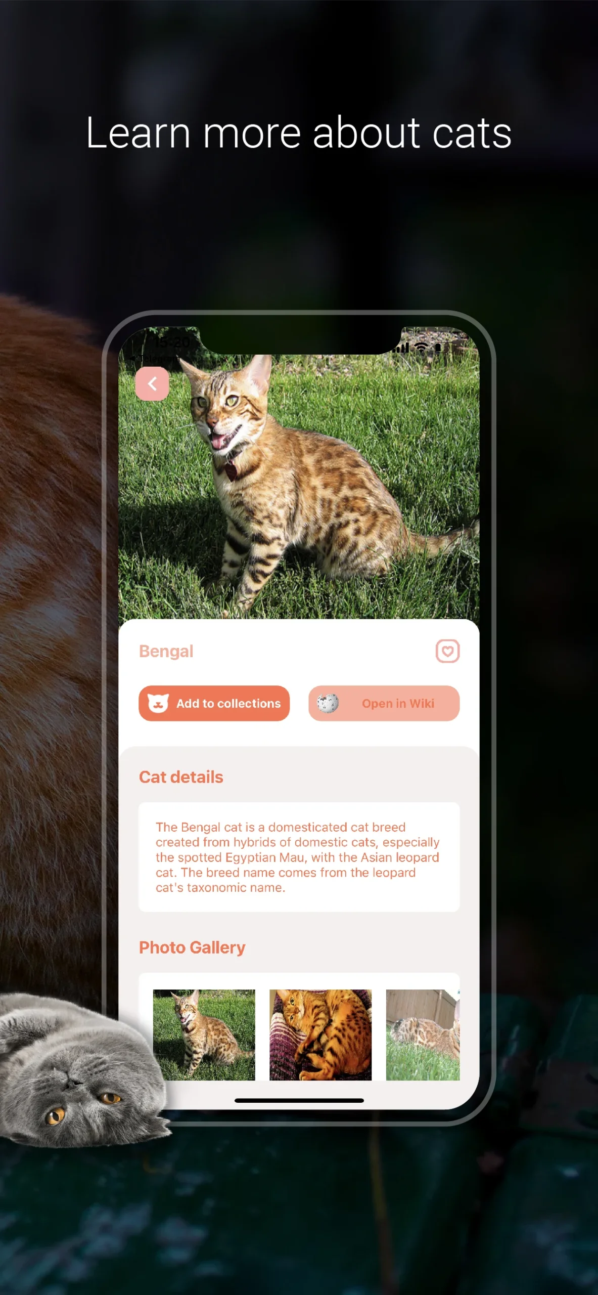 Cat Identifier - Cat Scanner preview image 5