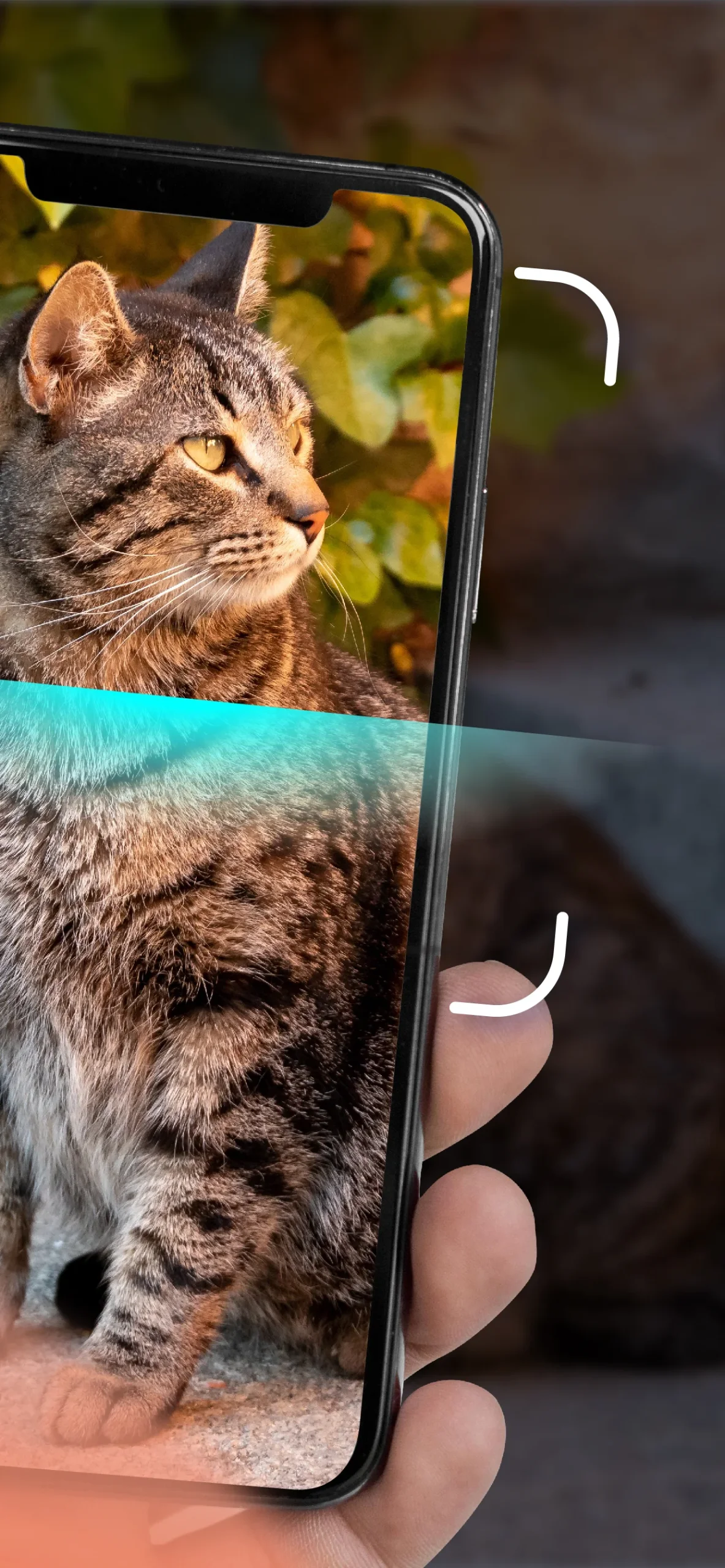 Cat Identifier - Cat Scanner preview image 2