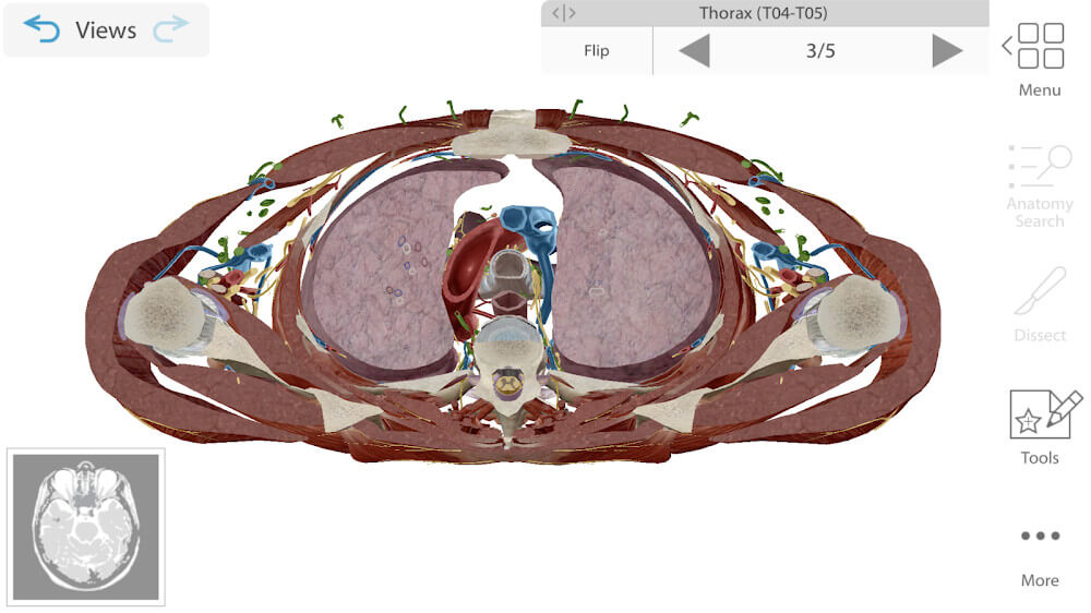 Captura de pantalla 6 de Human Anatomy Atlas 2024