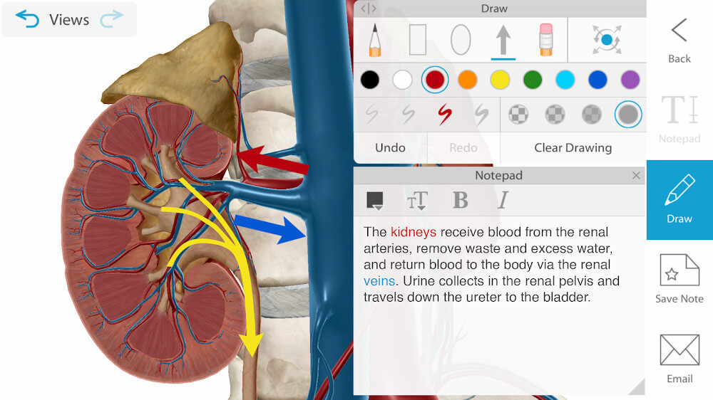 Captura de pantalla 3 de Human Anatomy Atlas 2024