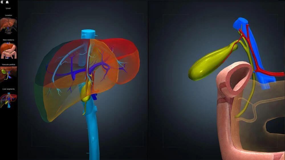 Anatomy Learning - Atlas de Anatomía 3D captura de pantalla 5