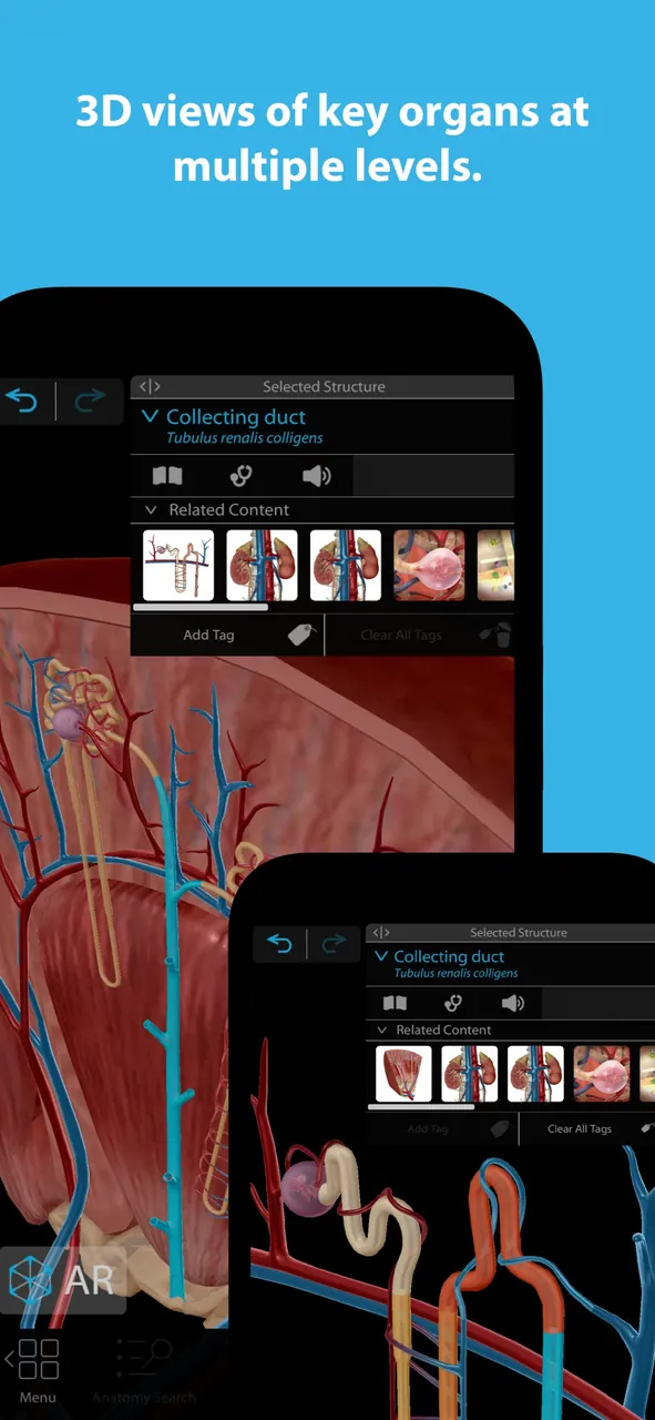 Human Anatomy Atlas 2026 screenshot 5