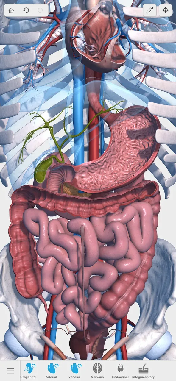 Visual Anatomy 3D captura de pantalla dentro de la aplicación 4