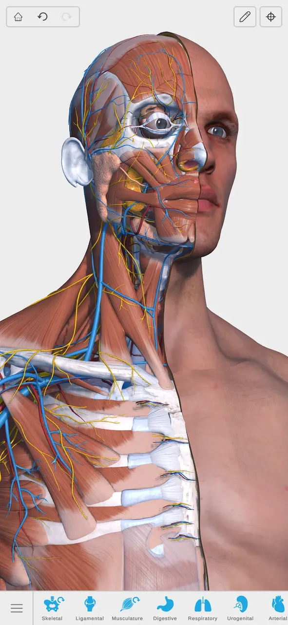 Visual Anatomy 3D captura de pantalla dentro de la aplicación 2