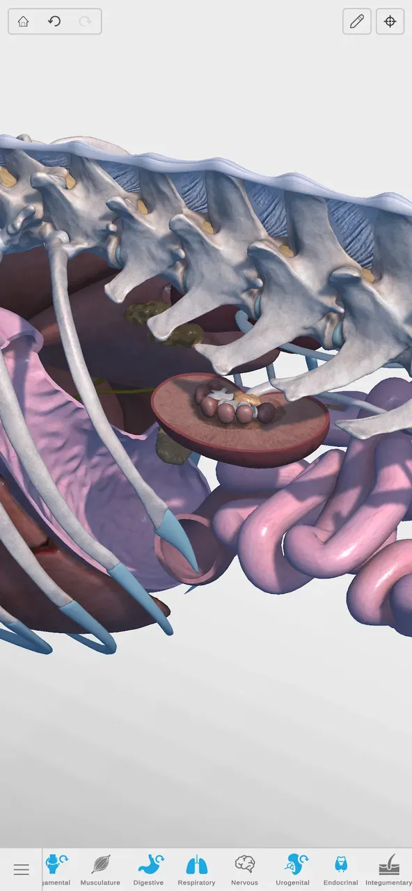 Complete Canine 3D - anatomía vista previa captura de pantalla 4