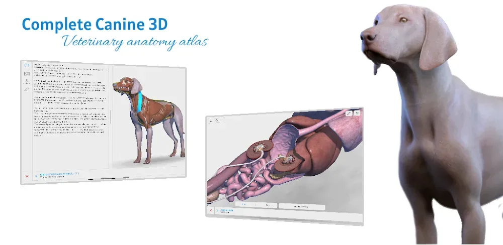 Complete Canine 3D - anatomía vista previa captura de pantalla 1
