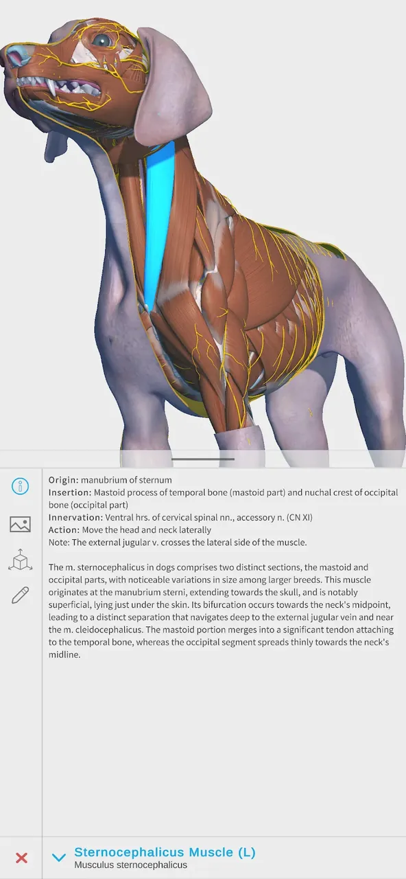 Complete Canine 3D - anatomía vista previa captura de pantalla 2
