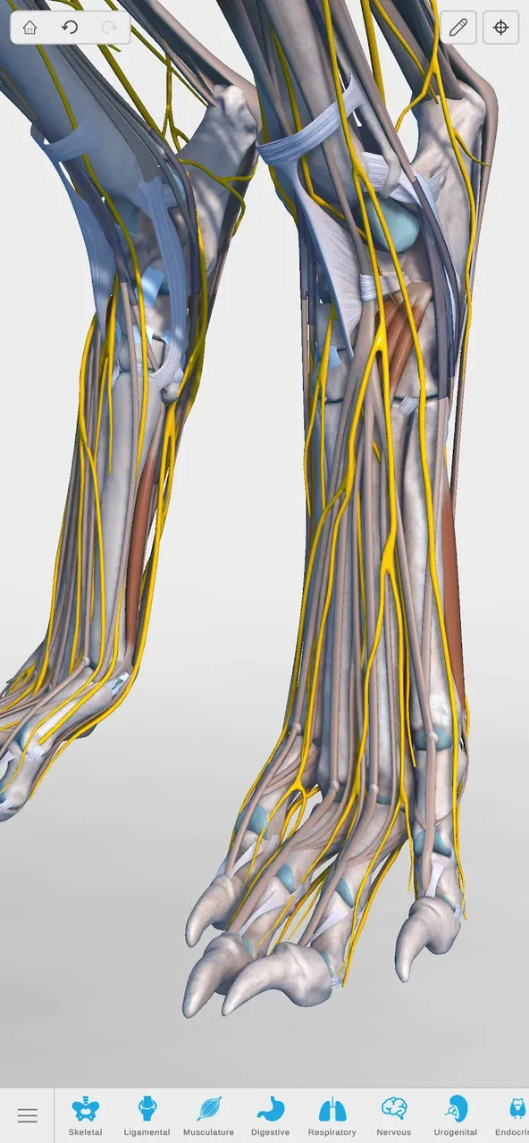 Complete Canine 3D - anatomía vista previa captura de pantalla 6
