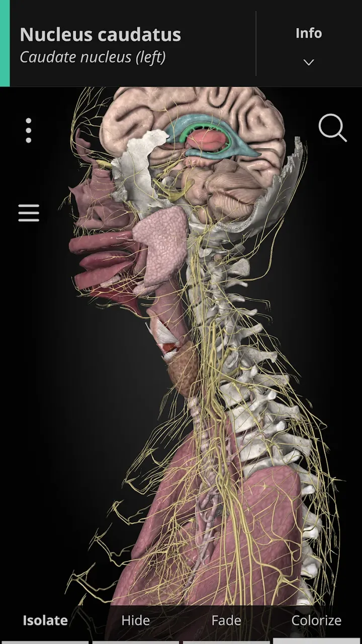 Anatomyka - 3D Anatomy Atlas captura de tela 2
