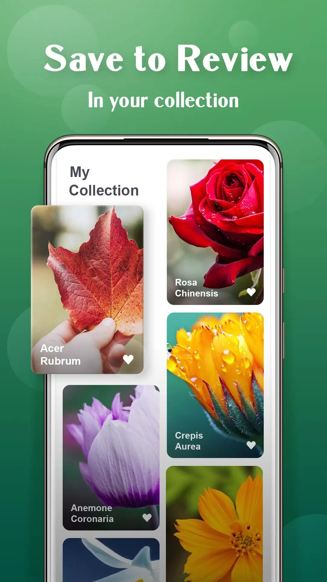 Plant Lens Identification de Plantes capture d'écran 4